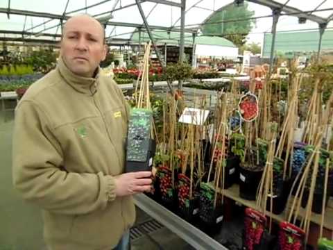 Video: Plantas De Tomate De Grosella - Variedades De Tomate De Grosella Para Cultivar En El Jardín