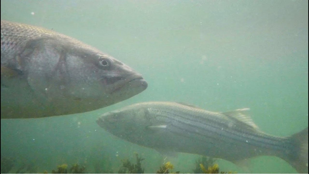 Amazing Underwater Footage of Striped Bass in Their Natural