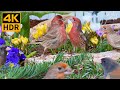 Cat TV for Cats to Watch 😺 Playful Garden Birds, Squirrels, and Vibrant Flowers 🐦 8 Hours(4K HDR)