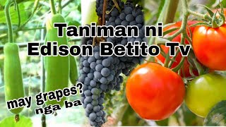 Taniman ni Edison Betito Tv( tour  sa Taniman )