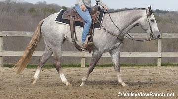 RVR Quakin Lil Cat***For info, price, etc., go to our website: ValleyViewRanch.net***