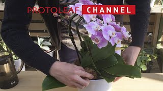 ランの水やり 贈答用胡蝶蘭