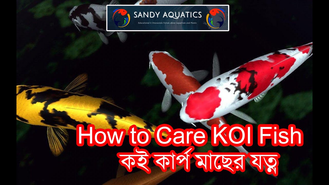 কই কার্প মাছ এর যত্ন কিভাবে করবেন || How to care koi fish in Bengali ...