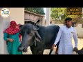 इस नामी महिला पहलवान के गांव में युवराज की दो दाँत मुर्राह झोटी ने कराया 18.500 KG दूध HLDB में दर्ज