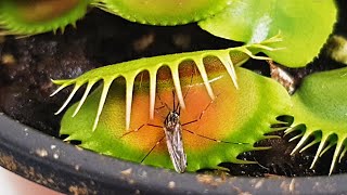 Venus Flytrap Hunting Mosquitoes / Dionaea