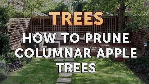 How to Prune Columnar Apple Trees
