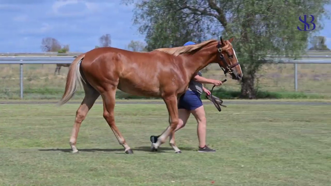 Lot 38 - The Autumn Sun x All That Is F.