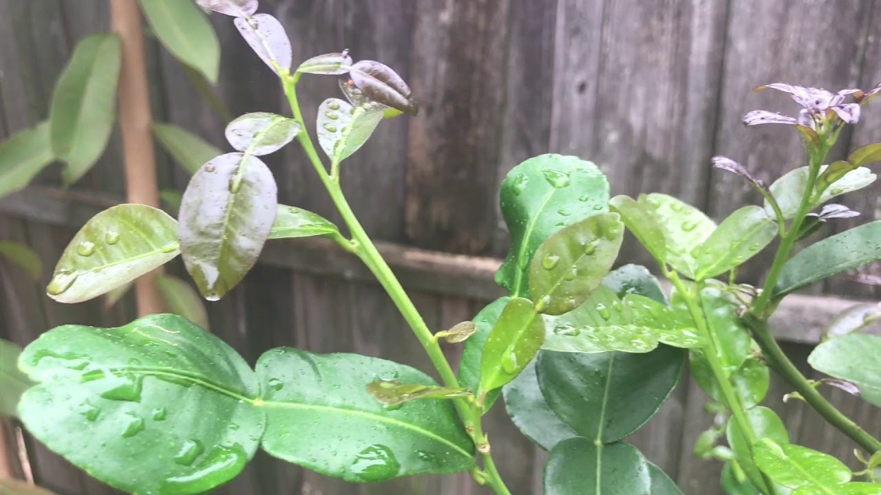 Kaffir Lime Tree Flowering Feb 20th 2021 in Central Florida 