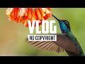 FIVILI - Tropical Bird (Vlog No Copyright Music)
