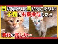 【神戸保護猫】目が見えない耳が聞こえない子猫にお薬を投与したら変化の兆しが？