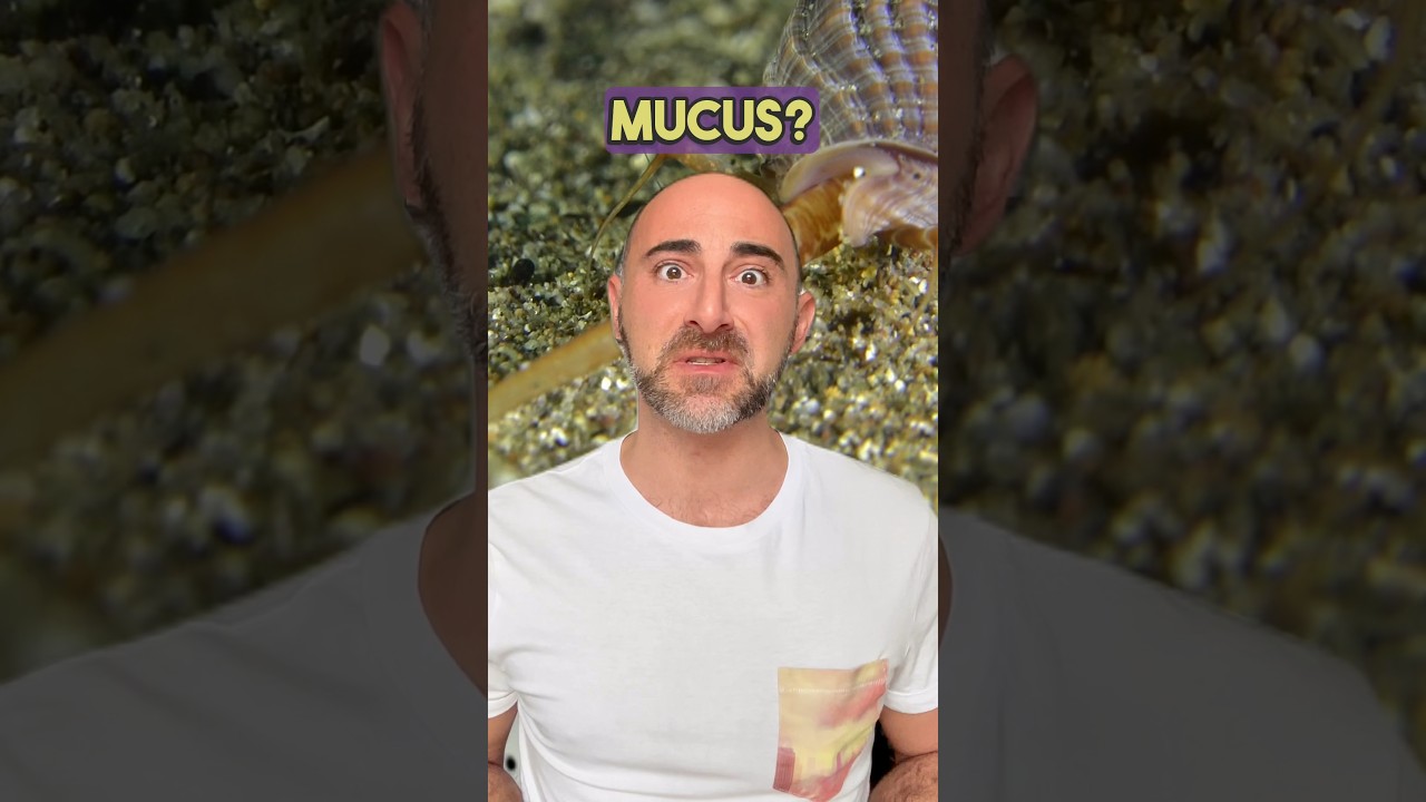 The super expensive dye that was made with sea snail mucus 🤣 