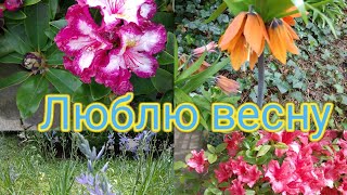 Люблю весну. Краса квітів. #весна #easycut#українськийконтент#garden#flowers#nature#blumen