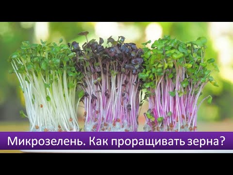 Видео: Микрозелень. Как проращивать зерна, польза и разновидности. Микрогрин.