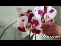 19 ноября.Обзор цветущих орхидей.Часть 1.