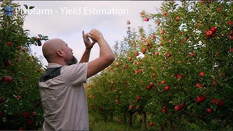 Pixofarm - Yield Estimation