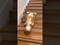 猫ちゃん、背中がかゆくて背中で階段を降りてきた・・ #猫おもしろ #funnyvideo #fyp