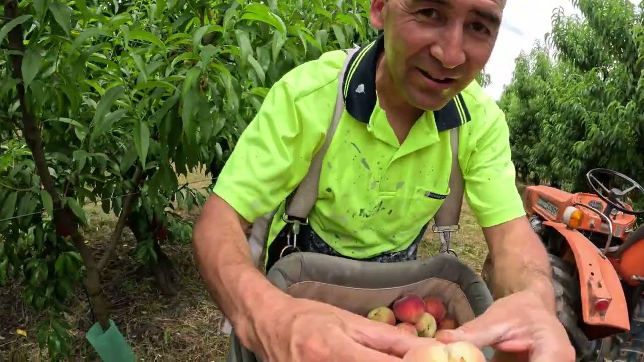 د شاخه باغ استرالیا پیسه نیست میوه است قسمت اول