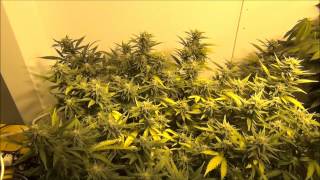 Wizards Harvest Continues 10292013