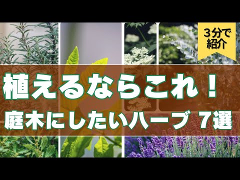 香りガーデンで庭が劇的に変わる！知っておきたい5つのコツ