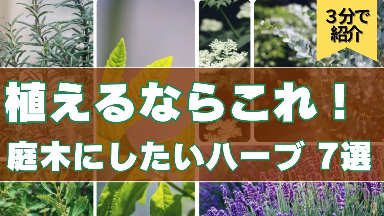 【3分で紹介】庭木におすすめ！育てて使える実用ハーブ7選｜シンボルツリーにもぴったり #庭木 #ガーデニング