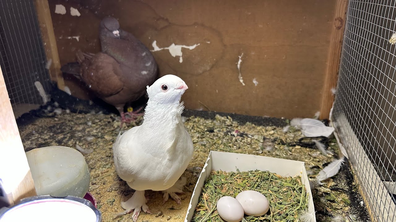 الزوج الجديد لبوبو🥹😂❤️