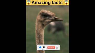 Amazing facts facts shortfeed factsinhindi viral factshorts youtubeshorts youtube facts