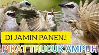 PIKAT TRUCUK AMPUH!! SUARA PIKAT TRUCUKAN KEJEPIT.