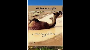 لو حليتها فانت خارق بحل الالغاز  انشر المقطع لعلك تكسب أجر وانت لا تعلم مااجمل صوت القران الكريم