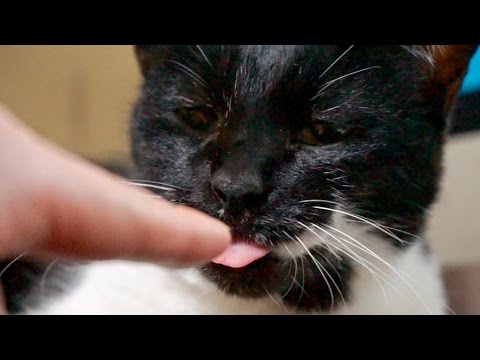 ゆるかわ 舌をちょこっと出した猫ちゃんが可愛い癒し動画 肉球ドットコム 299 Com
