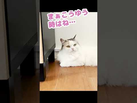 前世が恐竜な猫がこちら #Shorts