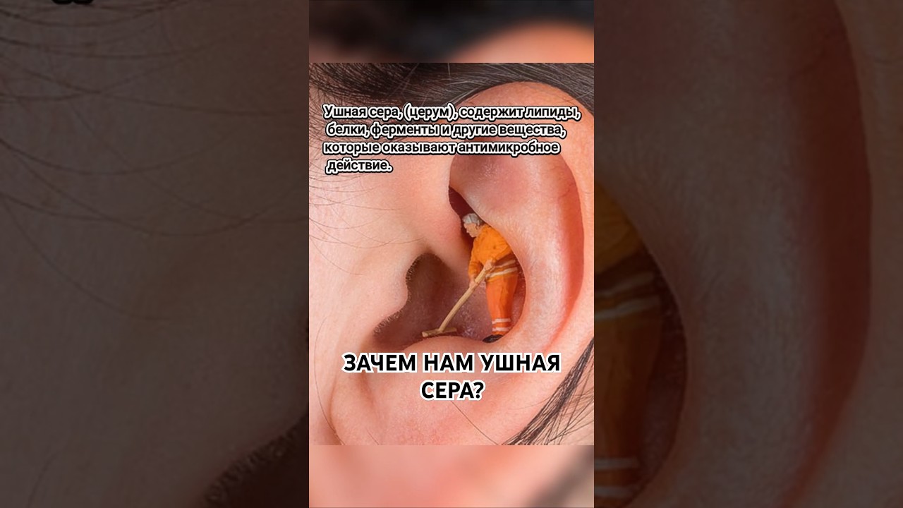 Зачем нам ушная сера? 🤔 Ты точно не знал этого! #уши #факт #здоровье #научпоп