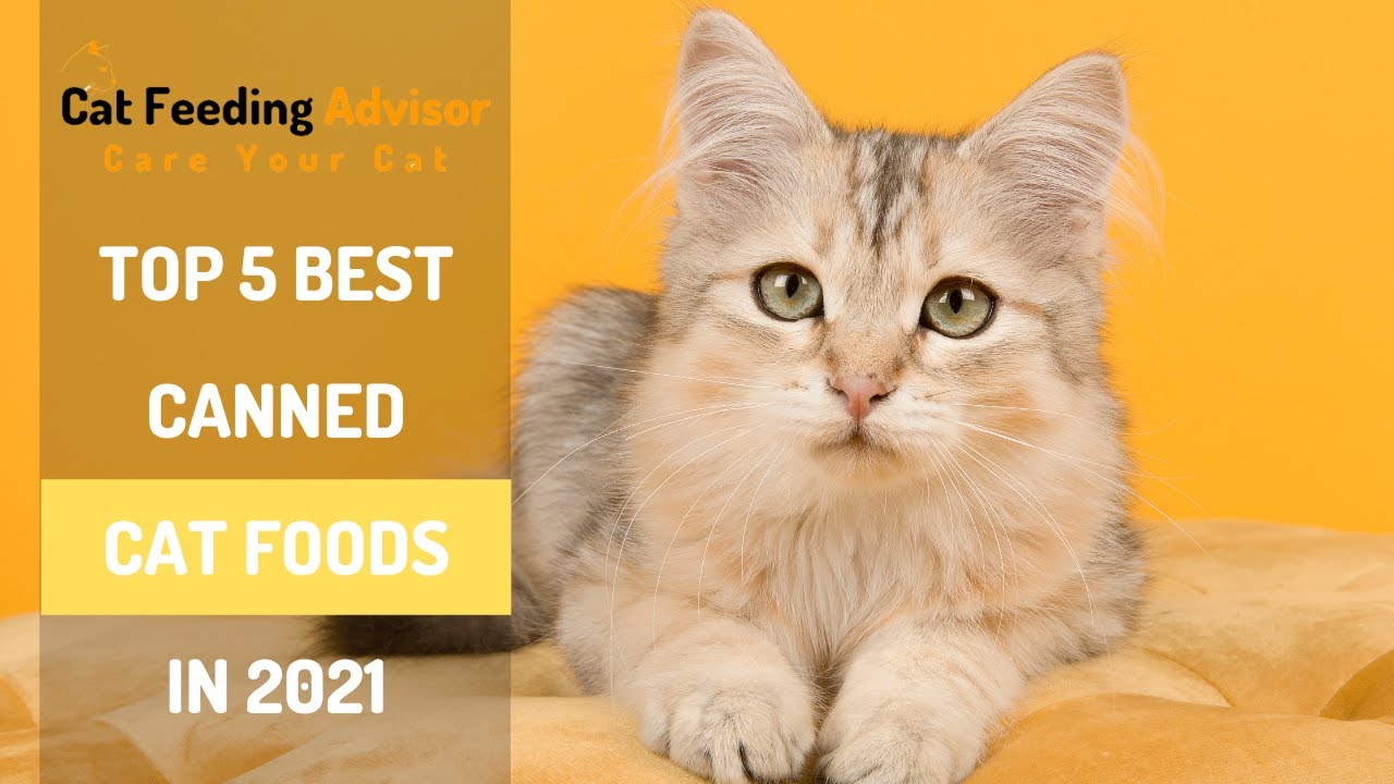 Top 5 Best Canned Cat Foods in 2021 Cat Feeding Advisor YouTube
