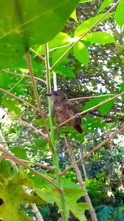 YA INI JUGA TERBANG LAGI = BURUNG PELANDUK SEMAK #shorts #highlights #shorts #subscribe #trending