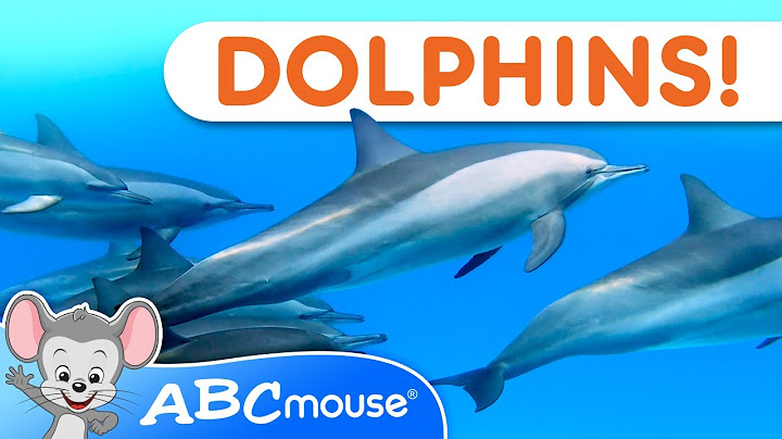 🐬 Dive into Dolphin Fun! | ABCmouse Tot-umentary Animal Video for Kids 🌊