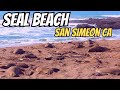 Elephants of the Sea: A Visit to Seal Beach Pacific Ocean