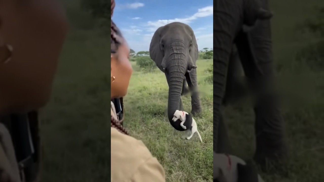 Elephant lifts Dog 🤯💝 