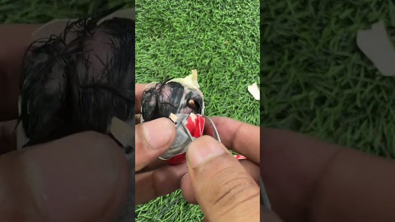 Red wattled egg hatching 