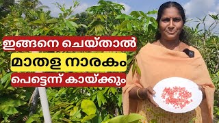 മാതളനാരകം വളർത്താനുള്ള ടിപ്സ് | Pomegranate or Anar growing tips in a pot | Malayalam