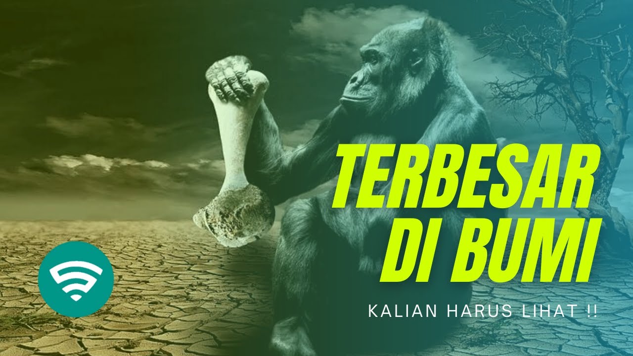 fakta 5 Spesies monyet terbesar di dunia