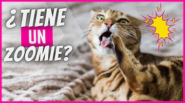 ¿Por qué los gatos tienen Zoomies?