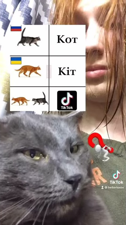 KitTok Kot tok tiktok