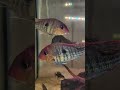 Геофагус красноголовый мальки и взрослые