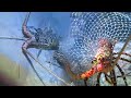 Night Diving for Lobsters, Crabs and Fish – Ocean Harvest Adventure
