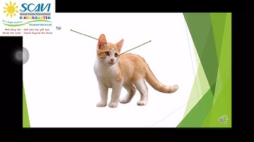 KPKH: Tìm hiểu về một số động vật nuôi sống trong gia đình (4-5 tuổi) - Trường Mầm non Scavi - Huế