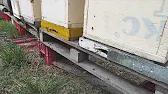 Белорусское Пчеловодство Bee&Ivtodi