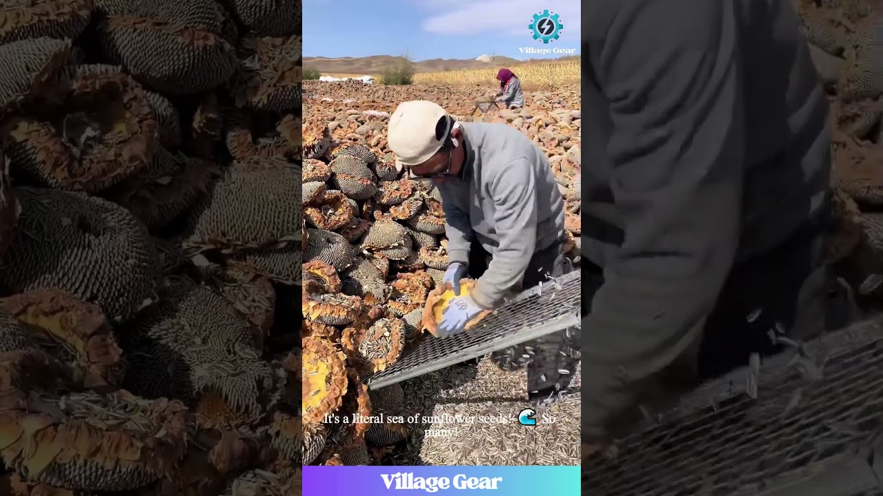 Sunflower Seed AVALANCHE🌻This INCREDIBLE Harvesting Technique is So SATISFYING to Watch! 