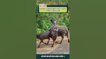 NĂNG LƯỢNG BẤT DIỆT, ĐẾN TRÂU CŨNG NÉ ⚡️🐃 | #thichlalam #cogaidethuong #shorts