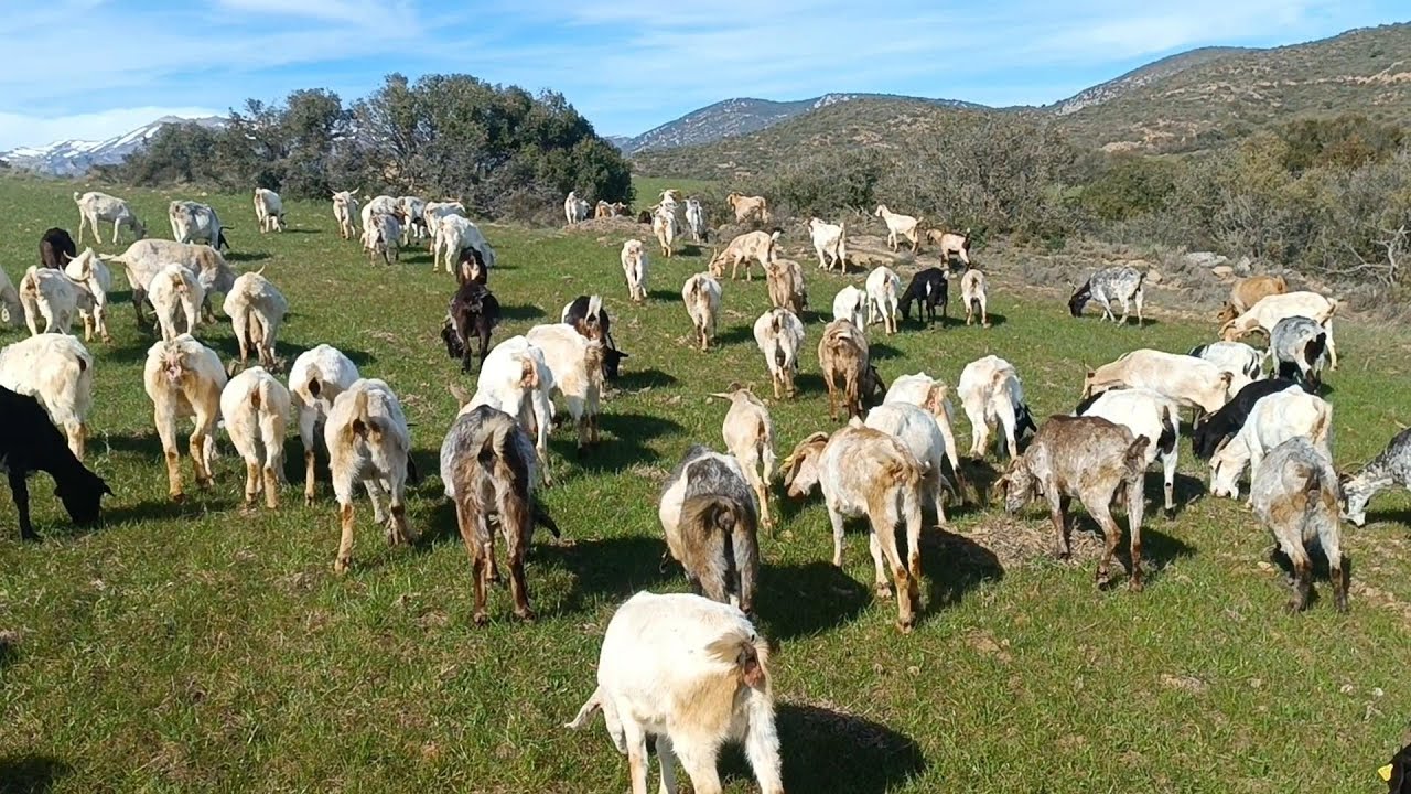 Cuando el monte está así… las cabras no quieren volver 🐐🌄