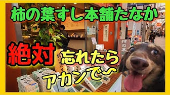 関西弁をしゃべる犬 Youtube 関西弁をしゃべる犬 Youtube