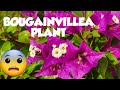 #Bougainvellia plant || How to propagate, grow and care Bougainvellia plant || Terrace gardening